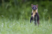 Pine marten (Martes martes) standing in the grass, Vosges, France