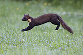 Pine marten (Martes martes) jumping in the grass, Vosges, France