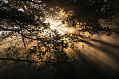 Sunbeams through the branches, Creuse, Limousin, France