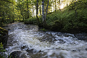 Small stream at dawn, Creuse, Limousin, France