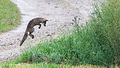 Red fox (Vulpes vulpes) jumping to land with its legs forward on a prey item by the roadside, Vosges, France