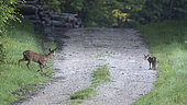 Red fox (Vulpes vulpes) face to face with buck (Capreolus capreolus) on a path, Vosges, France