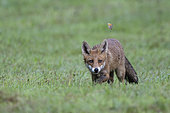 Red fox (Vulpes vulpes) and butterfly, Vosges, France