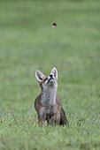 Red fox (Vulpes vulpes) and butterfly, Vosges, France