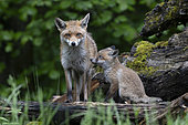 Red fox (Vulpes vulpes), female with one of her cubs, Vosges, France