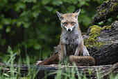 Red fox (Vulpes vulpes), female, Vosges, France