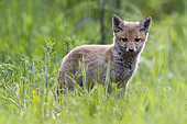 Red fox (Vulpes vulpes), cub in the grass, Vosges, France