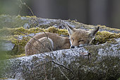 Red fox (Vulpes vulpes), cub sleeping on a woodpile, Vosges, France