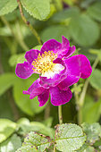 Rosa 'La Belle Sultane' 1811, flower
