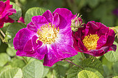 Rosa 'La Belle Sultane' 1811, flower