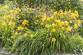 Daylily, Hemerocallis 'Judge Orr', flowers