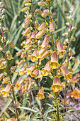 Sunset Foxglove, Digitalis obscura, flowers
