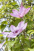 Anemone clematis, Clematis montana 'Tetrarose', flowers