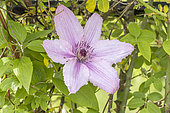 Anemone clematis, Clematis montana 'Tetrarose', flower