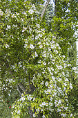 The Cherokee rose, Rosa laevigata, in bloom