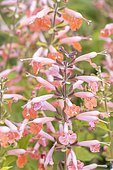 Scarlet Sage, Salvia coccinea 'Coral Nymph', flowers