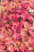Flame Nettle, Solenostemon scutellarioides 'Sunfighter Henna', leaves