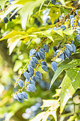 Mahonia media 'Charity', berries