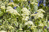 Pagoda Dogwood, Cornus alternifolia Pinky Spots® 'Minpinky', in bloom