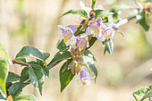 Engler's Abelia, Abelia engleriana, flowers