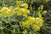 Yellow Meadow Rue, Thalictrum flavum subsp. costae 'Pigamon', flowers