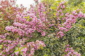Weigela florida 'Rumba', in bloom