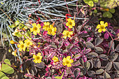 Oxalis vulcanicola 'Variegata'