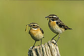 Whinchat (Saxicola rubetra) pair feeding on a fence post, Aududon marsh, Loire-Atlantique, France