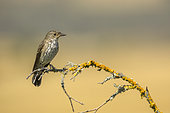 Spotted Flycatcher (Muscicapa striata) on a branch, France
