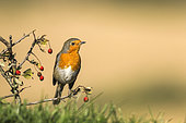 European robin (Erithacus rubecula) on a fruiting shrub, France