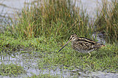 Common Snipe (Gallinago gallinago) in water, France