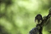 Pygmy-Owl (Glaucidium passerinum), juvenile on a lichen-covered branch, Alps, France