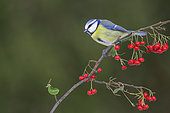 Blue tit (Cyanistes caeruleus) on a fruiting shrub, France