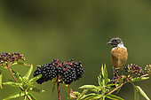 Stonechat (Saxicola torquata), male on a fruiting shrub, France