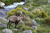 Iberian ibex (Capra pyrenaica) along a river, Spain