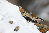 White winged snowfinch (Montifringilla nivalis) on a snow-covered rock, Vanoise National Park, Alps, France