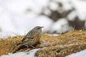 Alpine accentor (Prunella collaris) on the ground in the snow, Vanoise, Alps, France