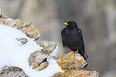 Alpine Chough (Pyrrhocorax graculus) on snow-covered rocks, Vanoise, Alps, France