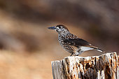 Spotted nutcracker (Nucifraga caryocatactes) on a stump, Vanoise, Alps, France