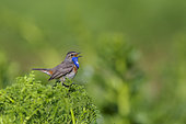 Bluethroat (Luscinia svecica namnetum) male on parade, Breton Marsh, Loire Atlantique, Pays de la Loire, France