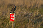 Short-eared owl (Asio flammeus) on a stake marked 'chasse gardée', Marais breton, Pays de la Loire, France