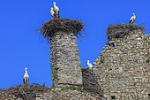 White stork (Ciconia ciconia) pairs on the château de la rivière, Parc naturel régional des Marais du Cotentin et du Bessin, Normandy, France