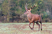 Red deer (Cervus elaphus), male with 11 horns: 5 on the left and 6 on the right. Domaine du Ciran - Ménestreau-en-Vilette - Loiret - Centre Val de Loire Region - France