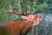 Red deer (Cervus elaphus) 12-horned stag bellowing in the cool of the morning. Domaine du Ciran - Ménestreau-en-Vilette - Loiret - Centre Val de Loire Region - France