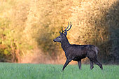 Young male red deer (Cervus elaphus) with 8 horns. Domaine du Ciran - Ménestreau en Vilette - Loiret - Centre Val de Loire Region - France - Ce