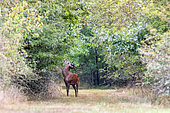 Red deer (Cervus elaphus) sub-adult male with 8 horns eating foliage. Domaine du Ciran - Ménestreau en Vilette - Loiret - Centre Val de Loire Region - France