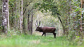 Powerful male red deer (Cervus elaphus) bearing 12 horns. Ménestreau en Villette - Loiret - Centre Val de Loire Region - France