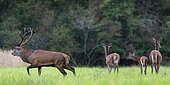 Male red deer (Cervus elaphus) carrying 16 horns and hinds. Ménestreau en Villette - Loiret - Centre Val de Loire Region - France