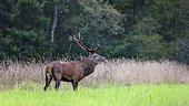 Male red deer (Cervus elaphus) with 16 horns. Ménestreau en Villette - Loiret - Centre Val de Loire Region - France