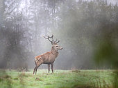 Red deer (Cervus elaphus scotticus) bearing 15 horns, 8 on the left and 7 on the right. Domaine du Ciran - Ménestreau en Villette - Loiret - Centre Val de Loire Region - France